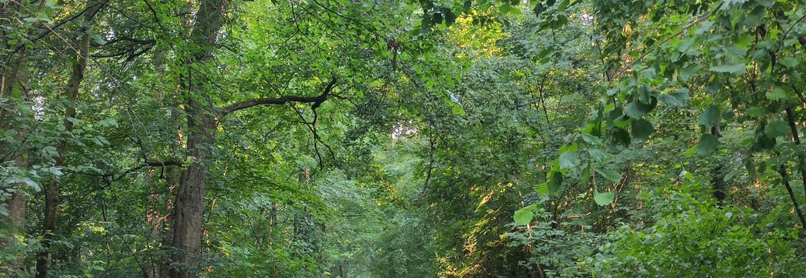 Motschekiebchen In The Woods