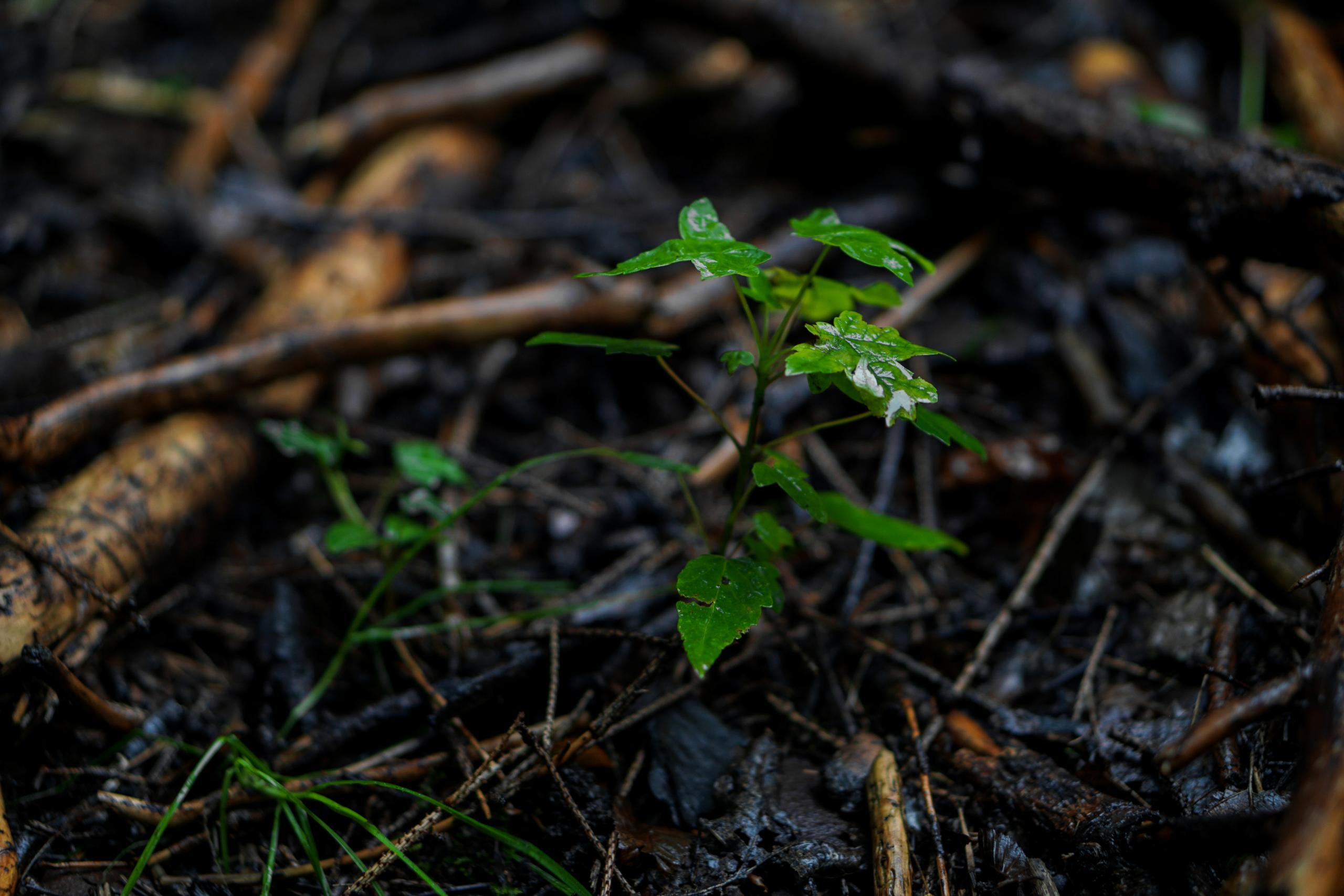 Wald.RAUM.manufaktur