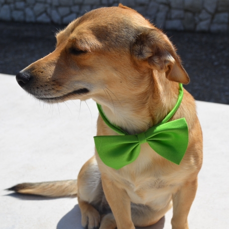 Hundeschleife, Fliege, Halsband für Hund, Schleife, 20 Farben