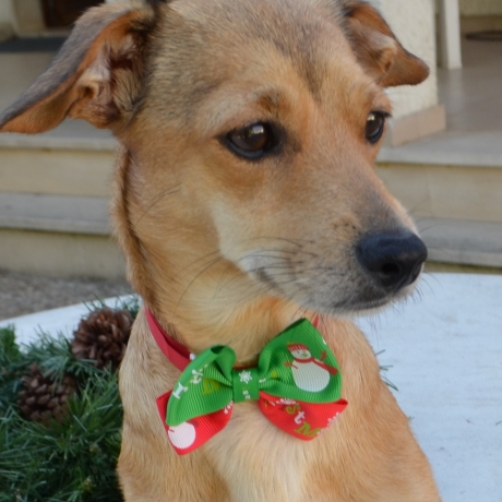  Hundefliege, Weihnachts schleife,,Halsband, 2 Weihnachtsmotive
