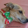  Hundefliege, Weihnachts schleife,,Halsband, 2 Weihnachtsmotive