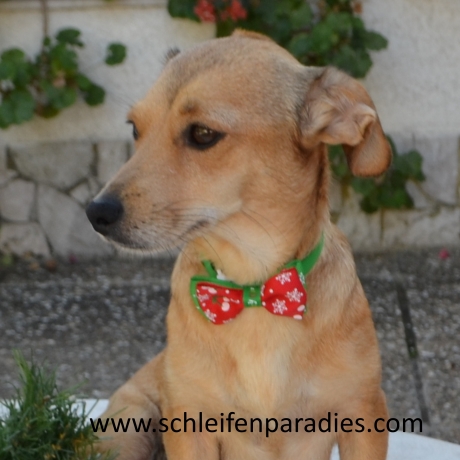  Hundefliege, Weihnachts schleife,,Halsband, 2 Weihnachtsmotive