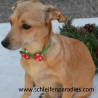  Hundefliege, Weihnachts schleife,,Halsband, 2 Weihnachtsmotive