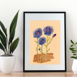 Kornblumen  Handgezeichnete Buntstiftzeichnung 