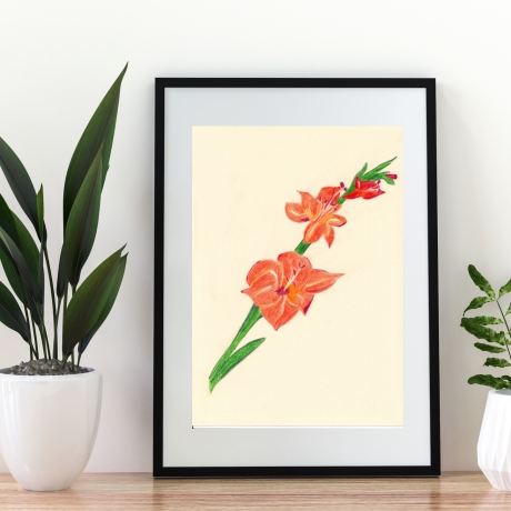 Gladiole Handgezeichnete Buntstiftzeichnung Original