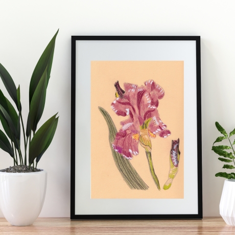 Bart Iris Handgezeichnete Buntstiftzeichnung Original