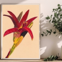 Tag Lilie Handgezeichnete Buntstiftzeichnung Original