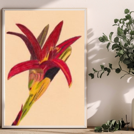 Tag Lilie Handgezeichnete Buntstiftzeichnung Original