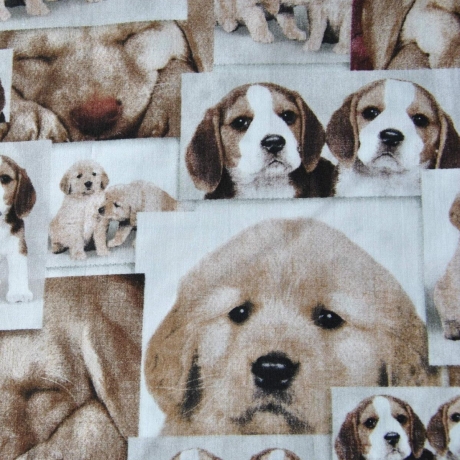 Leseknochen Hunde & Katzen versch. Motive