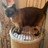 Ferberline Stickdatei Cat Mom in 3 Größen ab 8x7
