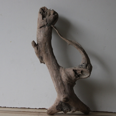 Treibholz Schwemmholz Driftwood 1  knorrige Wurzel  43 cm  