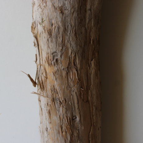 Treibholz Schwemmholz Driftwood 1 XXL Skulptur  93 cm 