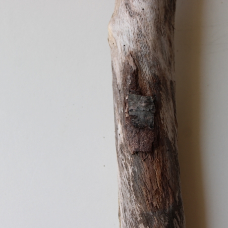 Treibholz Schwemmholz Driftwood 1 XXL Ast  Garderobe 98 cm 