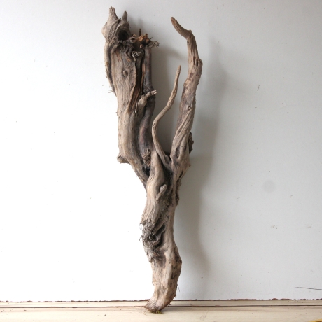 Treibholz Schwemmholz Driftwood 1 knorrige XXL Wurzel  76 cm  