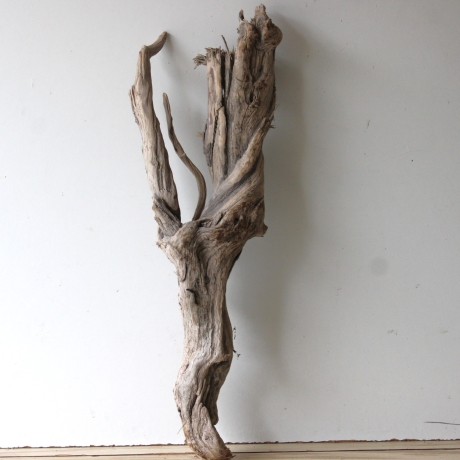 Treibholz Schwemmholz Driftwood 1 knorrige XXL Wurzel  76 cm  