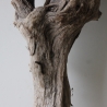 Treibholz Schwemmholz Driftwood 1 knorrige XXL Wurzel  76 cm  