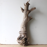 Treibholz Schwemmholz Driftwood 1 XL Stamm  Terrarium 73 cm 