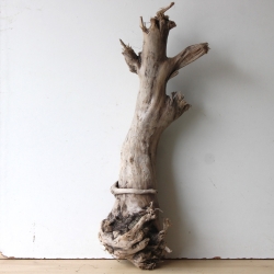 Treibholz Schwemmholz Driftwood 1 XL Stamm  Terrarium 73 cm 