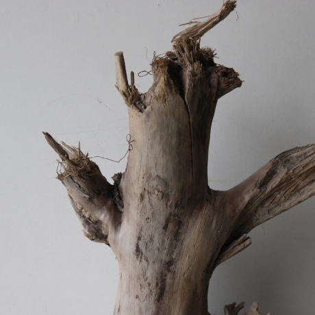 Treibholz Schwemmholz Driftwood 1 XL Stamm  Terrarium 73 cm 