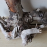 Treibholz Schwemmholz Driftwood 1 knorrige Wurzel  57 cm  