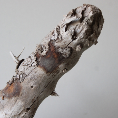 Treibholz Schwemmholz Driftwood 1 knorrige Wurzel  57 cm  