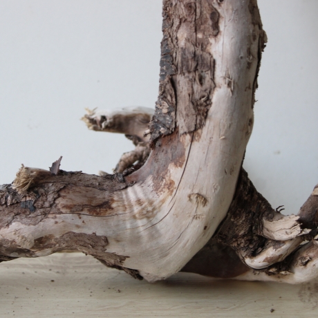 Treibholz Schwemmholz Driftwood 1 knorrige Wurzel  57 cm  