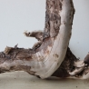 Treibholz Schwemmholz Driftwood 1 knorrige Wurzel  57 cm  