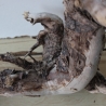 Treibholz Schwemmholz Driftwood 1 knorrige Wurzel  57 cm  