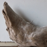 Treibholz Schwemmholz Driftwood 1  Wurzel  36 cm  hoch
