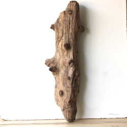 Treibholz Schwemmholz Driftwood 1 XXL Skulptur  Terrarium 90 cm 