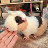 ooak Meerschweinchen Einzelstück Geschenkidee Kewas-Art