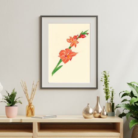 Gladiole Handgezeichnete Buntstiftzeichnung Original