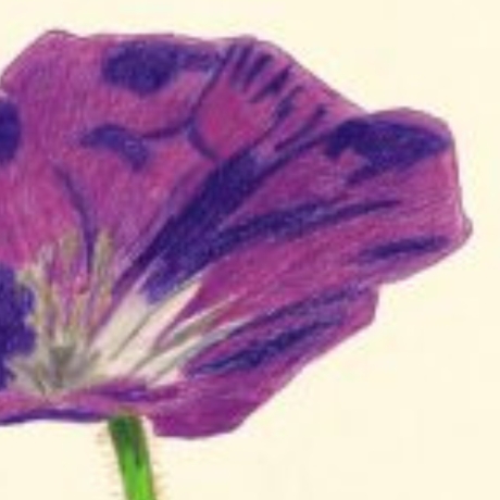 Wiesen Storchschabel Buntstiftzeichnung Original Handgezeichnet