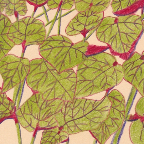 Begonienblätter Handgezeichnete Buntstiftzeichnung Original