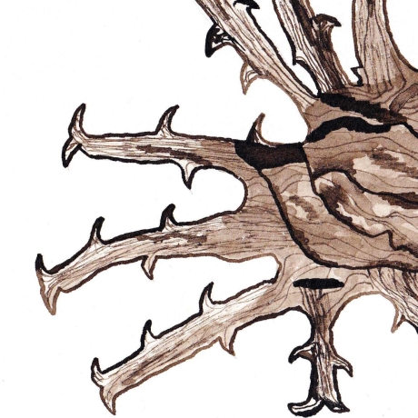 Teufelskralle Handgezeichnete Tuschezeichnung Original