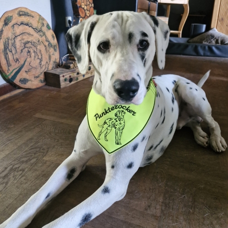 ITH Halstuch für mittelgroße/ große Hunde - 20x28 Rahmen