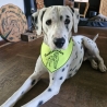 ITH Halstuch für mittelgroße/ große Hunde - 20x28 Rahmen