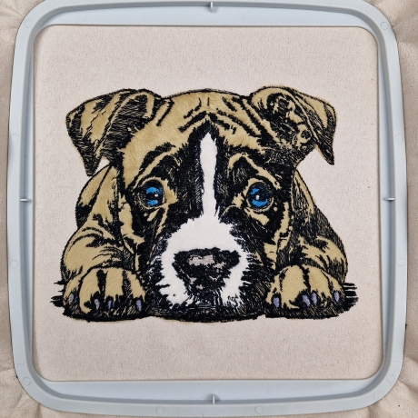 NEU Stickdatei Appli Staffordshire Bull Terrier Jan