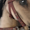 Hobbyhorse Trense und  Zubehör mit liebe zum Detail 