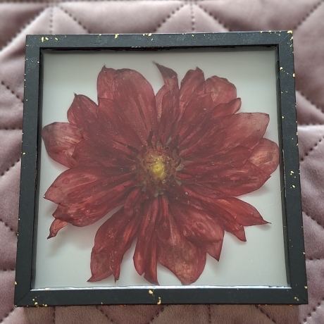 Bild 16x16 cm echte Dahlie in Epoxidharz