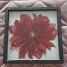 Bild 16x16 cm echte Dahlie in Epoxidharz