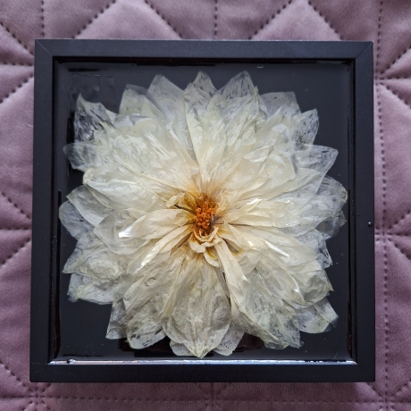 Bild 16x16 cm getrocknete Dahlie in Epoxidharz