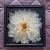 Bild 16x16 cm getrocknete Dahlie in Epoxidharz