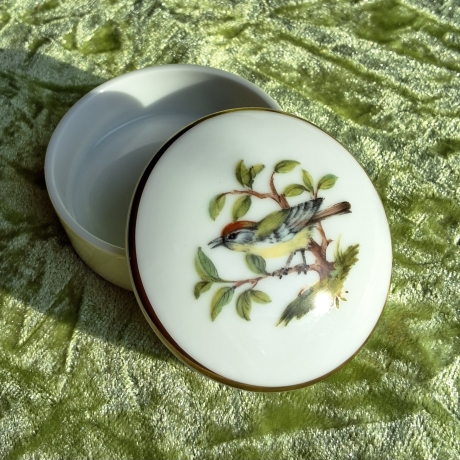 Das Sommergoldhähnchen - der geheime Gast in unserem Garten.