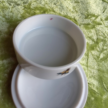 Das Sommergoldhähnchen - der geheime Gast in unserem Garten.