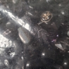 Perlen, Acryl-Perlen, schwarz/grau 