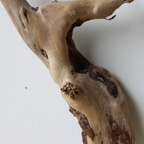 Treibholz Schwemmholz Driftwood 1 kleine Wurzel  Terrarium 27 cm