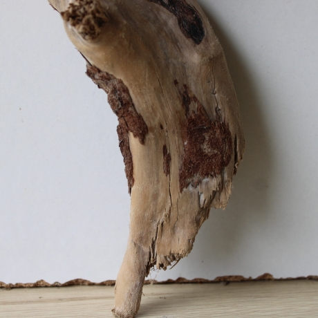 Treibholz Schwemmholz Driftwood 1 kleine Wurzel  Terrarium 27 cm