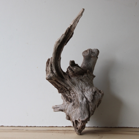 Treibholz Schwemmholz Driftwood 1 knorrige XL  Wurzel  57 cm 
