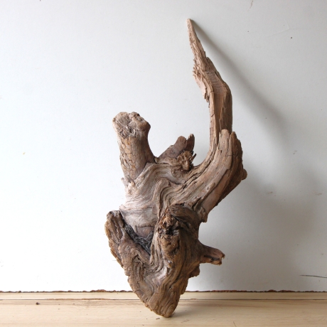 Treibholz Schwemmholz Driftwood 1 knorrige XL  Wurzel  57 cm 